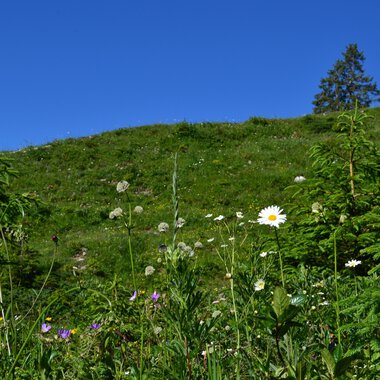 Blumen Landschaft am Ifen