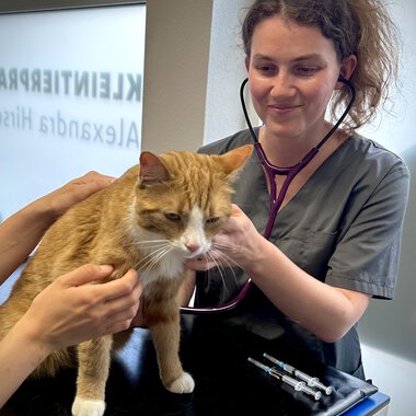 Eine Tierärztin untersucht eine orangefarbene Katze mit einem Stethoskop. Im Hintergrund sind einige medizinische Instrumente sichtbar.