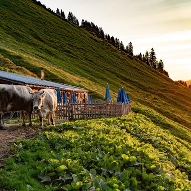 A rustic alpine hut with wooden cladding and a sloped roof. In the foreground, there are tables with blue umbrellas in a green meadow landscape. | © Kleinwalsertal Tourismus