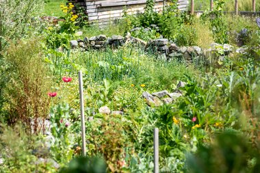 Lush permaculture garden with diverse plants, stones, and a wooden fence in the background. | © Kleinwalsertal Tourismus eGen • Photographer: Dominik Berchtold