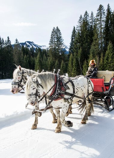 Two ponies pulling a horse-drawn sleigh through a snowy winter landscape, surrounded by dense pine trees and mountains in the background. | © Kleinwalsertal Tourismus eGen • Photographer: Dominik Berchtold