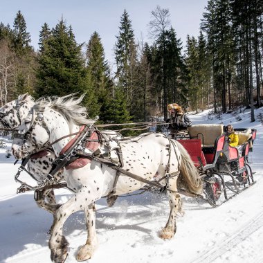 Ein Pferdeschlitten fährt durch verschneite Winterlandschaft, gezogen von einem weißen Pferd mit schwarzen Flecken. | © Kleinwalsertal Tourismus eGen • Fotograf: Dominik Berchtold