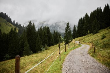 Wanderweg im grünen, bewölkten Bergland mit Tannen und Begrenzung durch ein Seil, führt in die Ferne. | © Kleinwalsertal Tourismus eGen • Fotograf: Oliver Farys