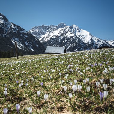 Blumenwiese vor schneebedeckten Bergen unter blauem Himmel, kleines Gebäude im Hintergrund. | © Kleinwalsertal Tourismus eGen • Fotograf: Robert Niederwolfsgruber