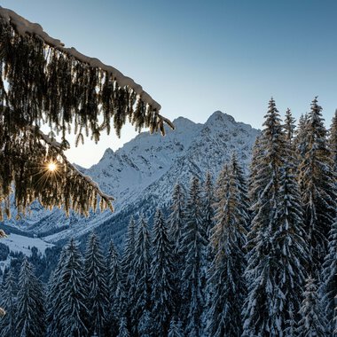 Winterlandschaft mit verschneiten Tannen, Berge im Hintergrund und die Sonne schimmert durch die Baumkronen. | © Kleinwalsertal Tourismus eGen • Fotograf: Robert Niederwolfsgruber