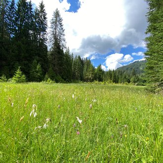 Green meadow with wildflowers, surrounded by tall fir trees in the background, under a sunny sky with some clouds. | © Kleinwalsertal Tourismus eGen