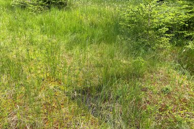 Green moorland with tall grass and small bushes, surrounded by a forest landscape in the background. | © Kleinwalsertal Tourismus eGen