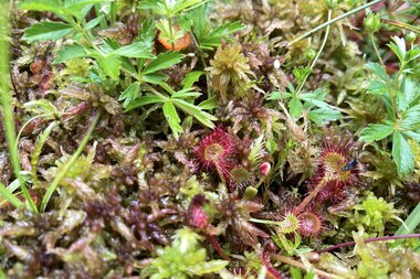 Close-up of moss and carnivorous plants in a green area, highly detailed and colorful. | © Kleinwalsertal Tourismus eGen