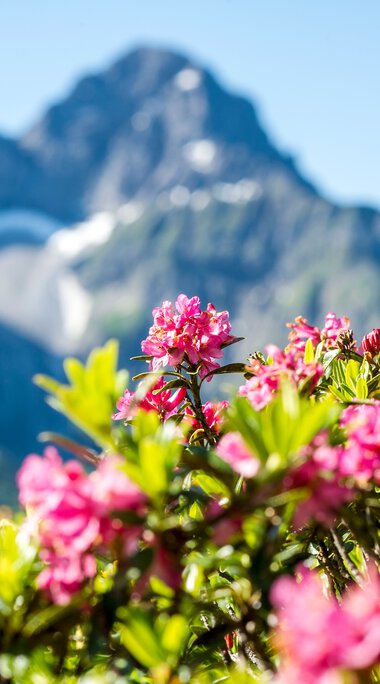 Colorful alpine roses with a mountain landscape and snow-capped peaks in the background. | © Kleinwalsertal Tourismus eGen • Photographer: Dominik Berchtold