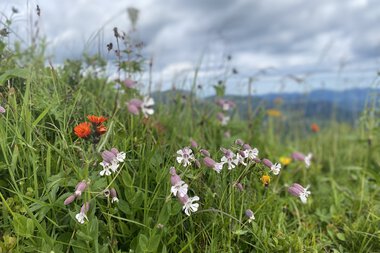Bunte Blumen und Gras in einer Wiese unter einem bewölkten Himmel, mit Bergen im Hintergrund. | © Kleinwalsertal Tourismus eGen