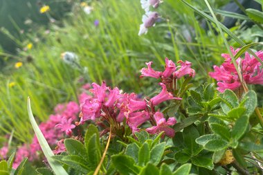 Close-up of pink Alpenroses with green leaves in a mountainous landscape, surrounded by other colorful flowers and grasses. | © Kleinwalsertal Tourismus eGen