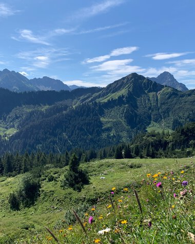 Panoramablick auf grüne Hügel und Berge im Sommer mit blühendem Wiesen im Vordergrund. | © Kleinwalsertal Tourismus eGen