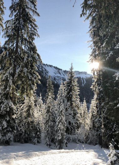 Winterliche Waldlandschaft mit schneebedeunten Tannen und Sonnenlicht, das durch die Bäume scheint. | © Kleinwalsertal Tourismus eGen 