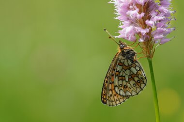 Perlmuttfalter, ein Schmetterling, sitzt an einer pinken Blüte und trinkt Nektar | © Kleinwalsertal Tourismus eGen • Fotograf: Petra Schattanek