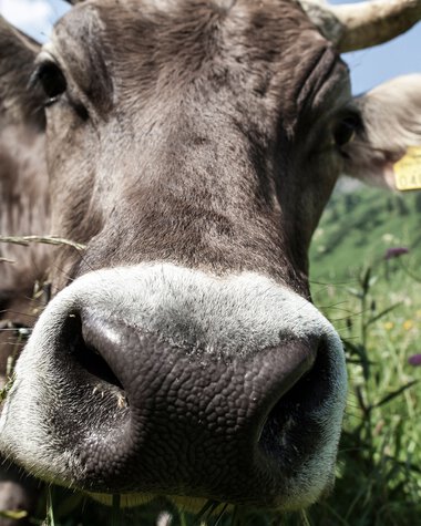 Nahaufnahme einer Kuh mit großen Schnauze im Grün, mit Blumen im Hintergrund, auf einer Wiese bei sonnigem Wetter. | © Kleinwalsertal Tourismus eGen • Fotograf: Frank Drechsel