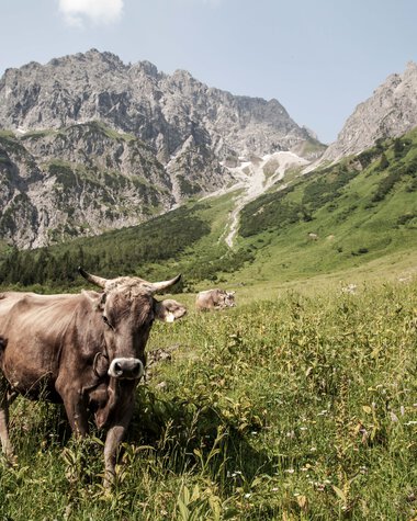 Cows grazing in a green meadow with mountains in the background. | © Kleinwalsertal Tourismus eGen • Photographer: Frank Drechsel