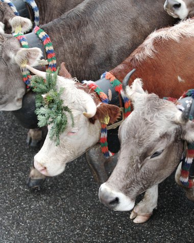 Mehrere Kühe mit bunten Halsschleifen und Zöpfen bei einem Alpabtrieb | © Kleinwalsertal Tourismus eGen • Fotograf: Frank Drechsel